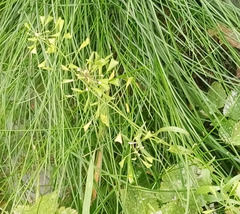 Capsella bursa-pastoris