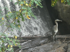 Ardea herodias
