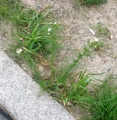 Tripleurospermum inodorum