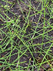 Equisetum variegatum