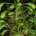 Funaria hygrometrica - Photo 由 Douglas Goldman 所上傳的 (c) Douglas Goldman，保留部份權利CC BY