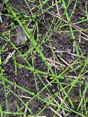 Equisetum variegatum