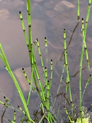 Equisetum variegatum