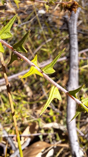 Image of Acacia gunnii by no rights reserved