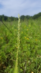 Urochloa texana