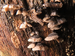 Resupinatus trichotis