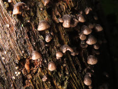 Resupinatus trichotis