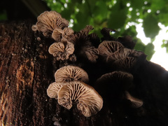 Resupinatus trichotis