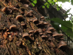 Resupinatus trichotis