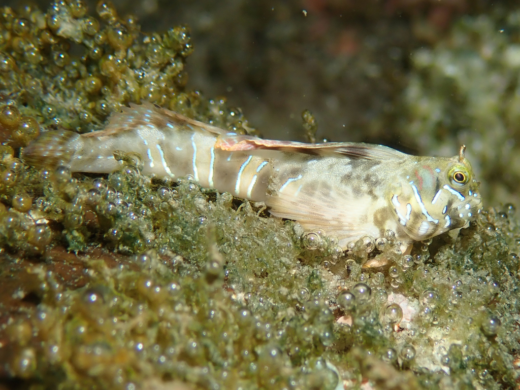 Sphynx Blenny