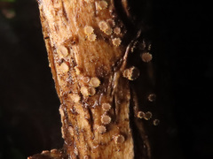 Trichopeziza mollissima