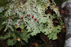 Pseudocyphellaria homoeophylla