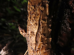 Trichopeziza mollissima