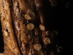 Trichopeziza mollissima