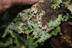 Pseudocyphellaria homoeophylla