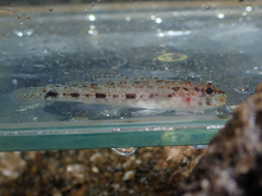 Gobius geniporus