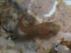 Lepadogaster candolii