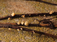 Hymenoscyphus albidus