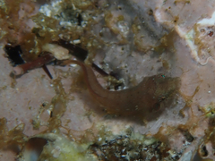 Lepadogaster candolii