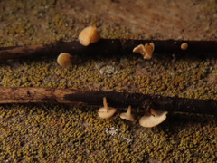 Hymenoscyphus albidus