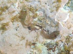 Lepadogaster candolii
