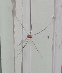 Leiobunum nigropalpi