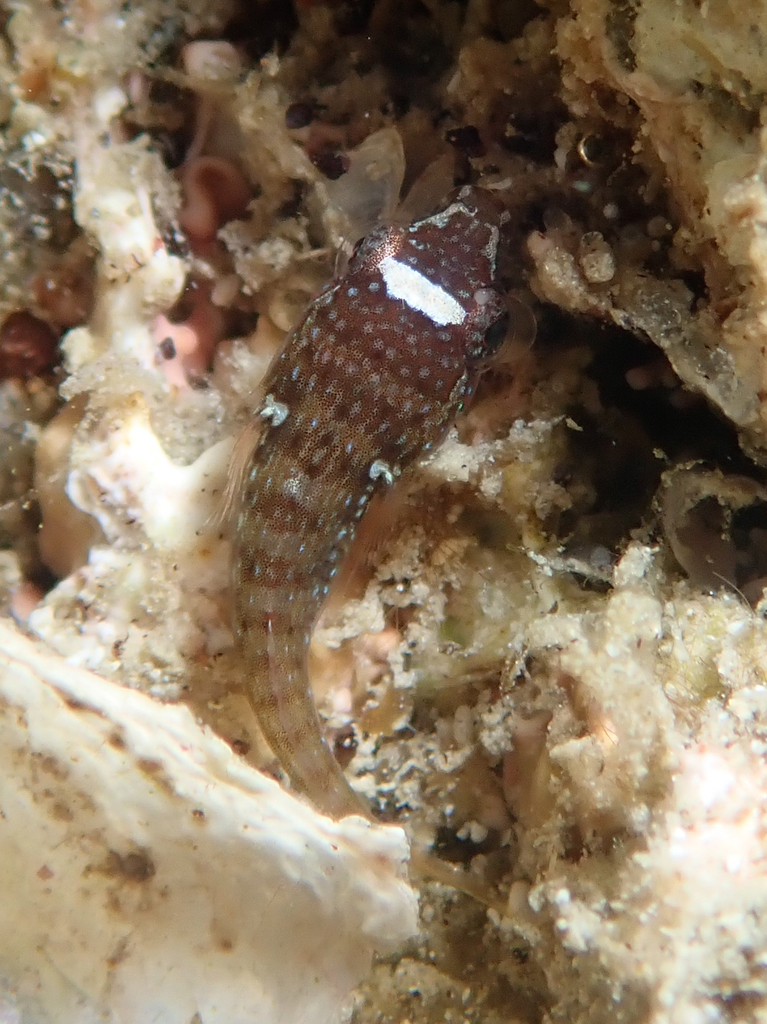 Connemarra Clingfish