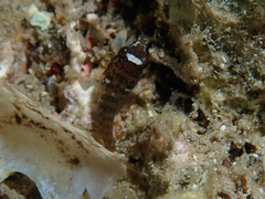 Lepadogaster candolii