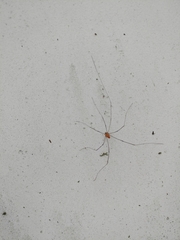 Leiobunum nigropalpi