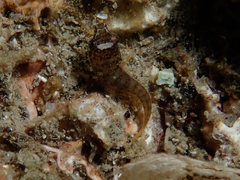 Lepadogaster candolii