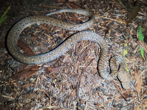 Coastal Carpet Python sighting