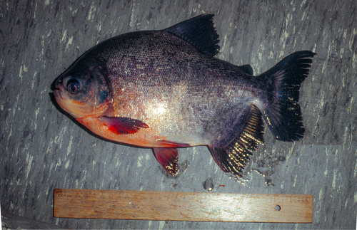 Pirapitinga (Piaractus brachypomus) — Serrasalmidae — 3
