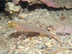 Gobius xanthocephalus