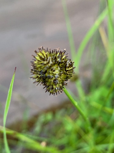 Carex microptera iNat (1)