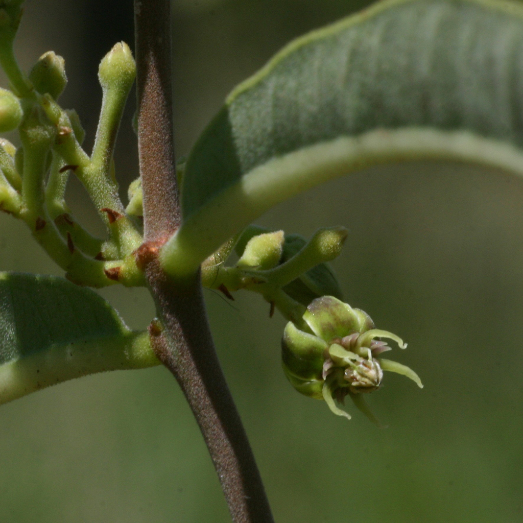 Raphionacme longifolia