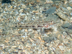 Gobius geniporus