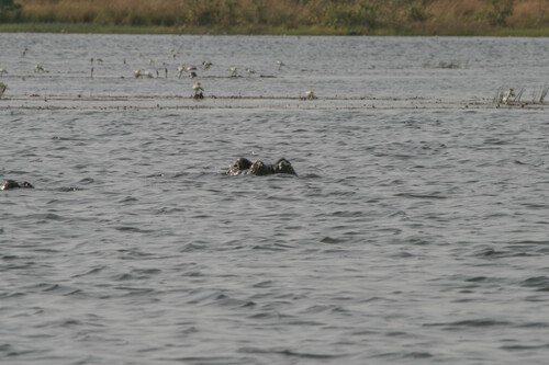 Common Hippopotamus