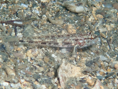 Gobius geniporus