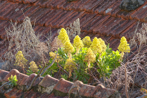 Aeonium plant photo (Aeonium arboreum)