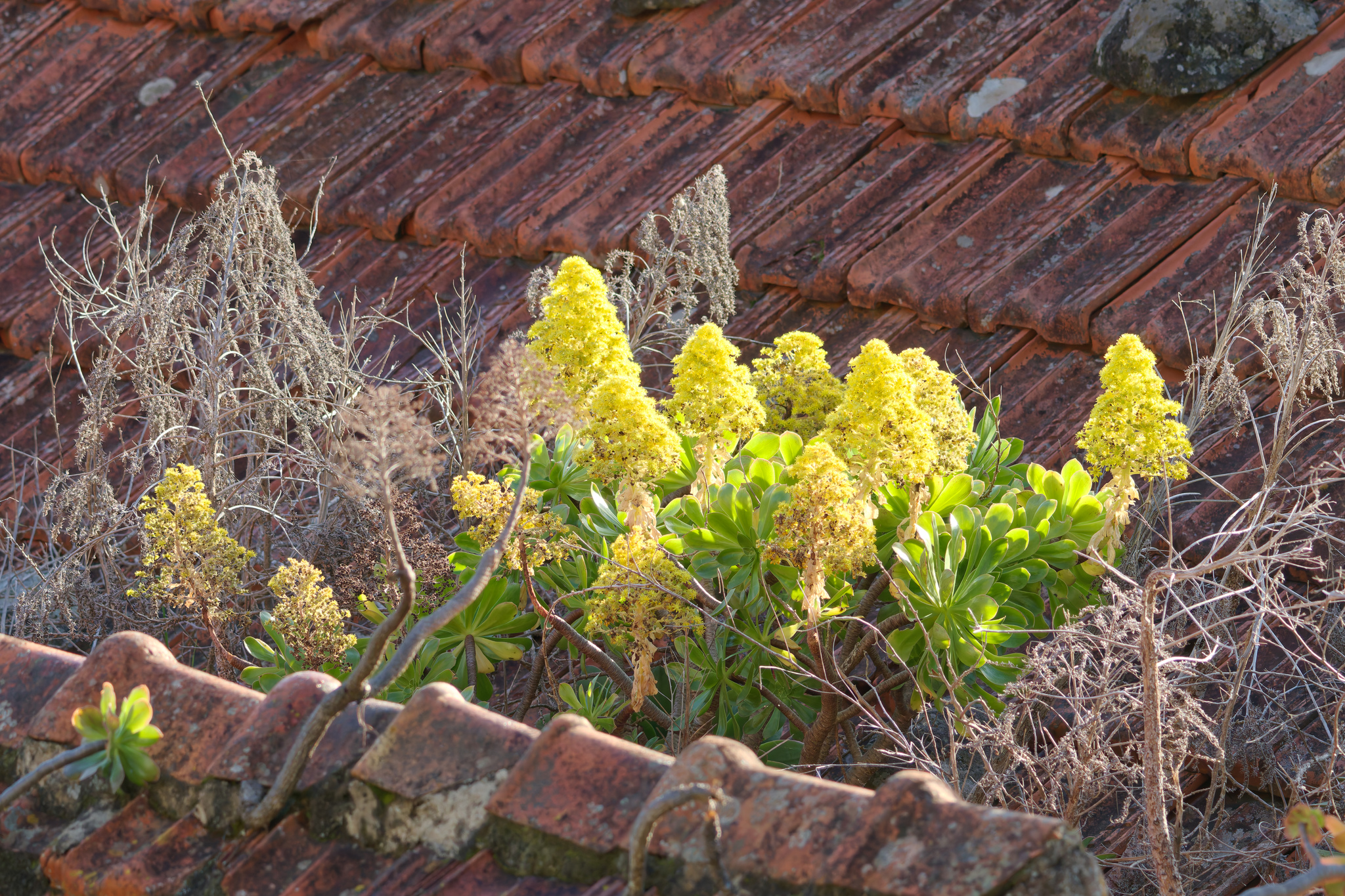 Sempervivum arboreum L.