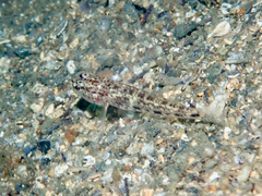Gobius geniporus