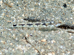 Bath's Goby photo 4