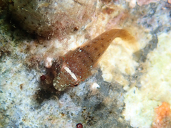 Lepadogaster candolii