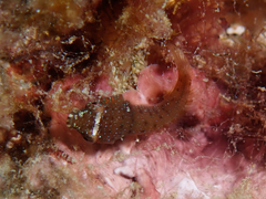 Lepadogaster candolii