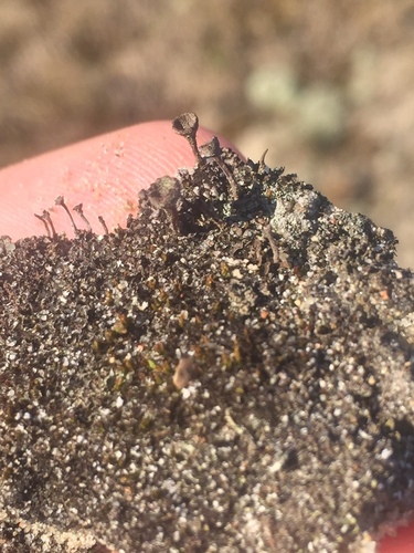 Placynthiella uliginosa, 2025-04-02