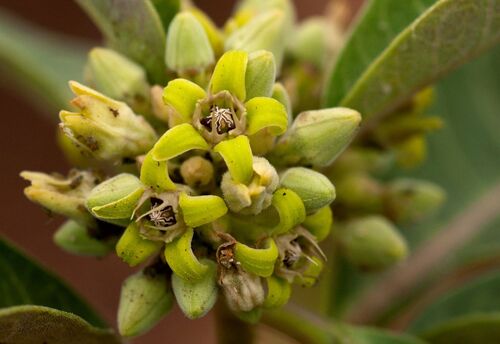 Raphionacme utilis