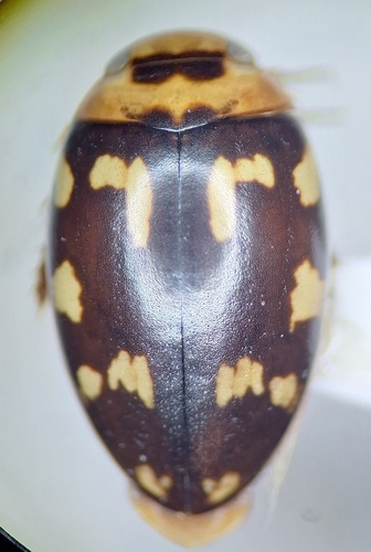 Laccophilus horni