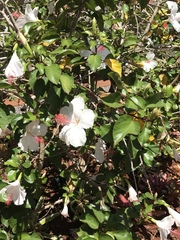 Hibiscus arnottianus