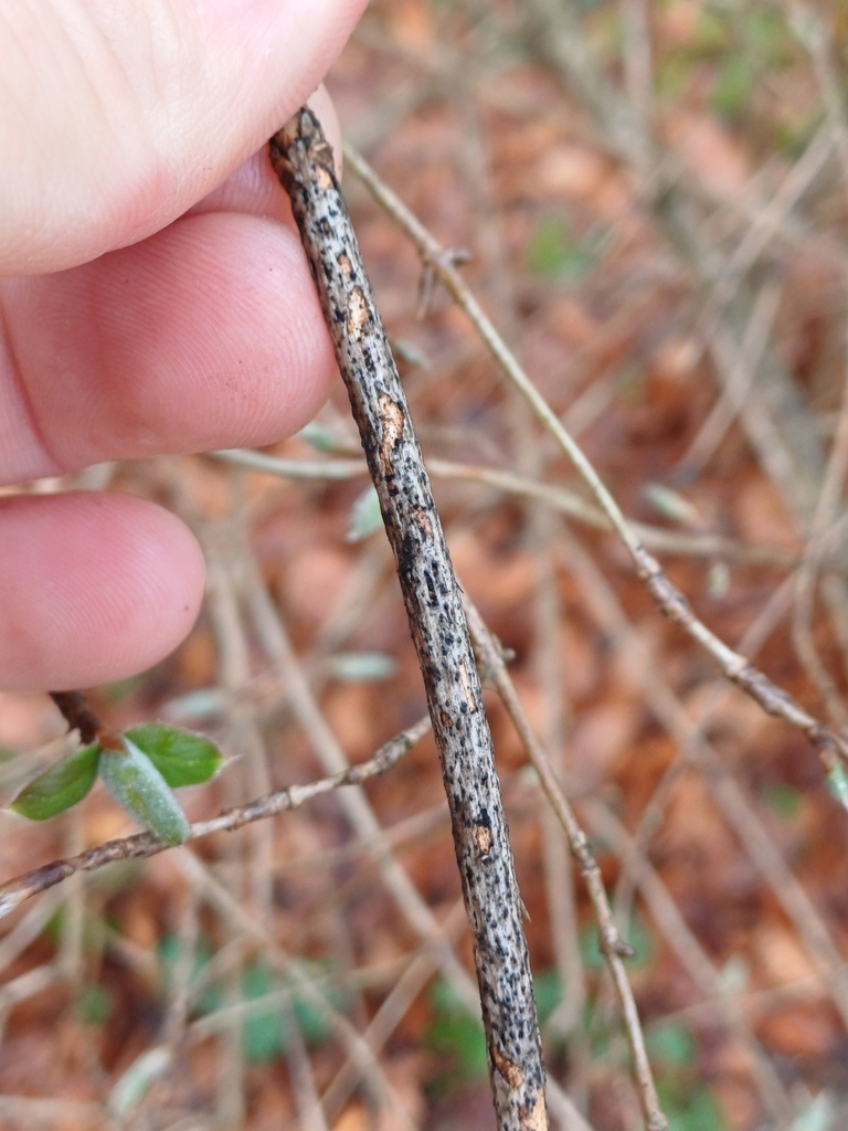 Camarosporium lonicerae