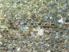 Gobius geniporus